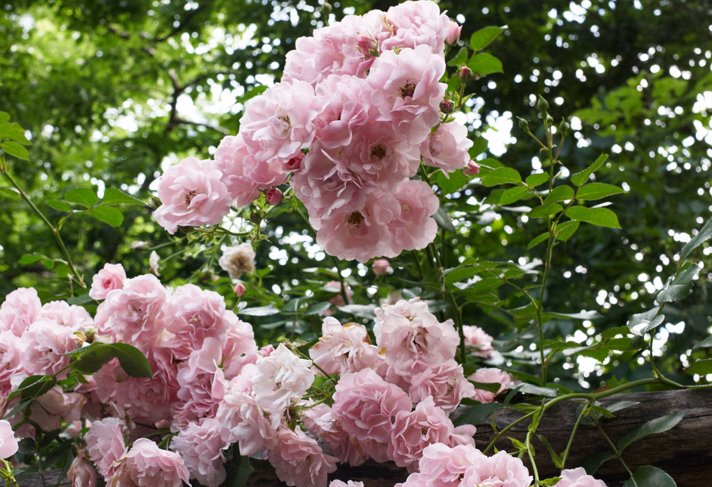 SCENT