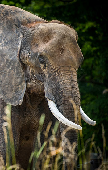 African Elephant at Wilstem Ranch